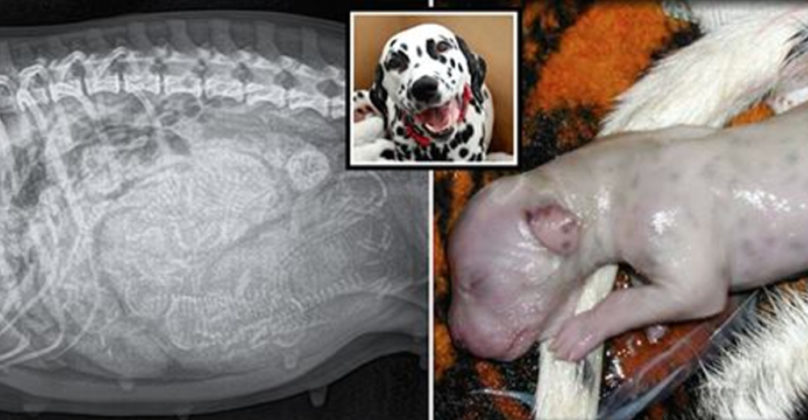 Dalmatian Expecting 3 Puppies Gives Birth To A Massive World Record Litter Of 18