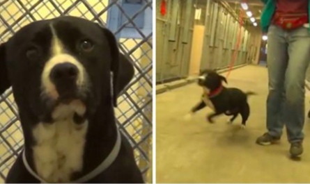 Death Row Dog Recognizes He's Been Adopted And Actually Jumps For Joy