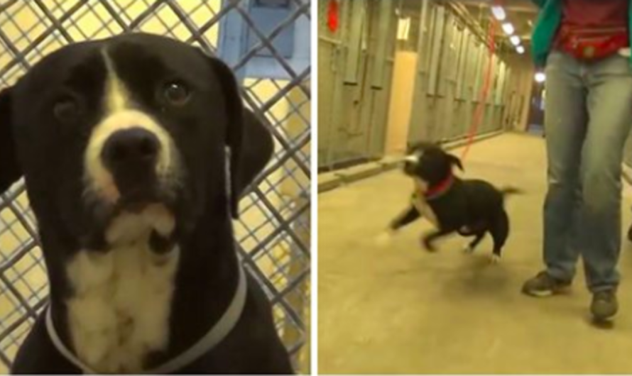 Death Row Dog Recognizes He’s Been Adopted And Actually Jumps For Joy