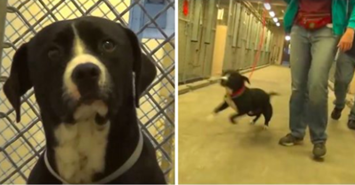 Death Row Dog Recognizes He's Been Adopted And Actually Jumps For Joy