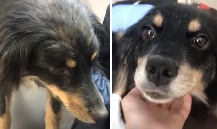 Dog Became Sick, So Her Owner abandoned Her On The Street And Drove Away