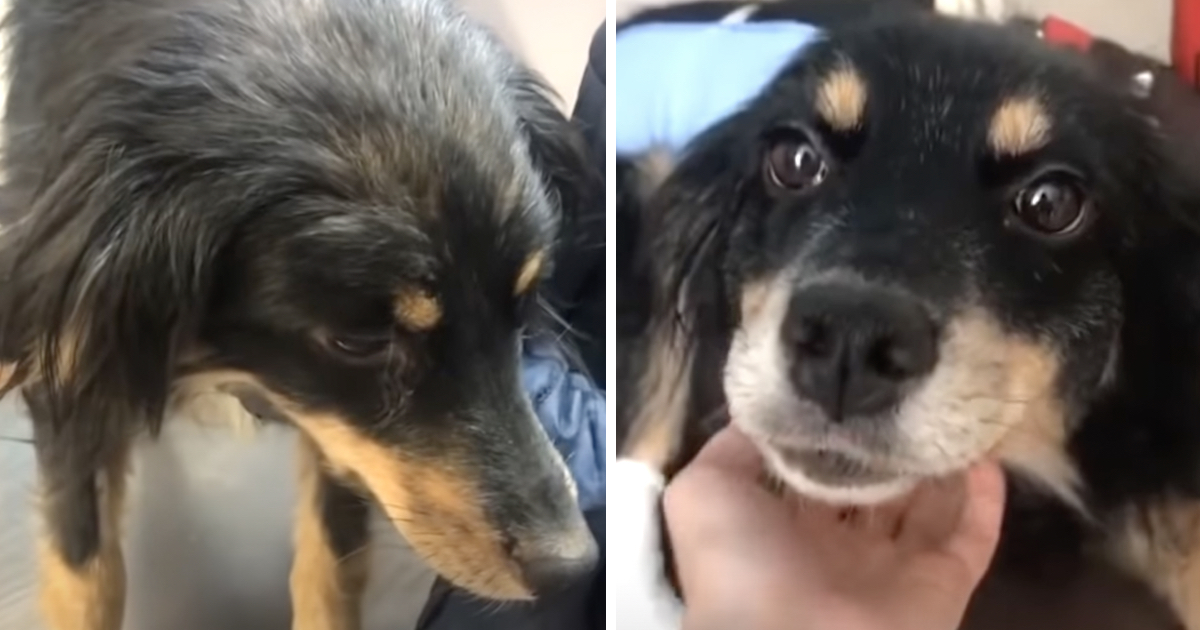 Dog Became Sick, So Her Owner abandoned Her On The Street And Drove Away