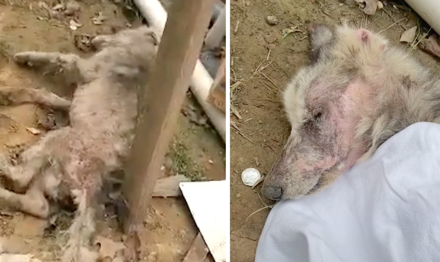 Dog Breaks down In Man’s Yard, Doesn’t Open His Pretty Eyes For A Week