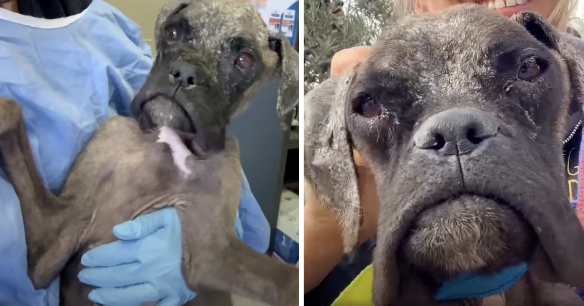 Dog Had actually Been Through A lot, No One Knew What Breed She Was