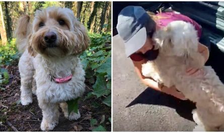 Dog Makes It Through 9 Days In Woods Surrounded By Cougars and Bears After Falling Off Cliff