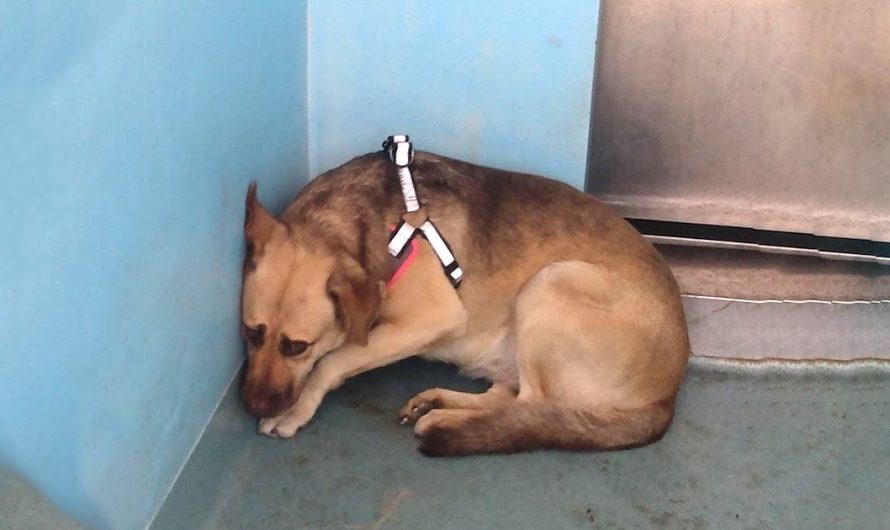 Dog Sat In The Corner After Her Owner Surrendered Her To The Shelter