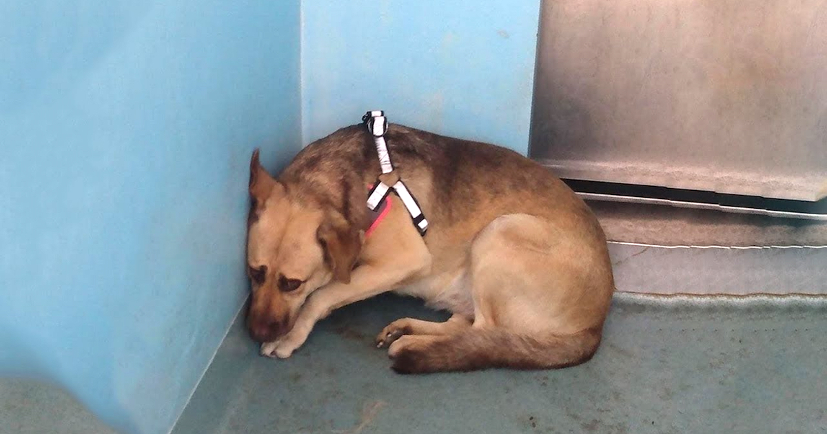 Dog Sat In The Corner After Her Owner Surrendered Her To The Shelter