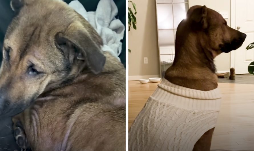 Dog Saved From Euthanasia List Just Stared At The Wall In Her New House