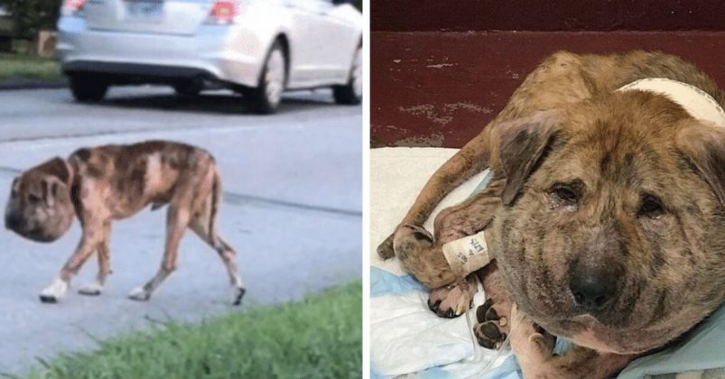 Dog With Shoe Lace Embedded In His Neck Walked Streets For A Year Prior To Help Arrived.jpg