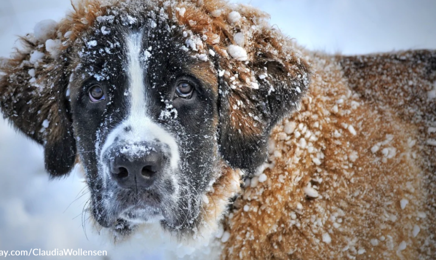 Dying Dog Takes Pleasure In Snow One Last Time Thanks To Local Ice Rink