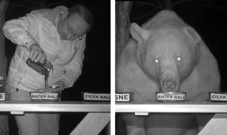 Family Of Bears Kept Stealing Man's Honey So He Transforms Them Into Taste Testers