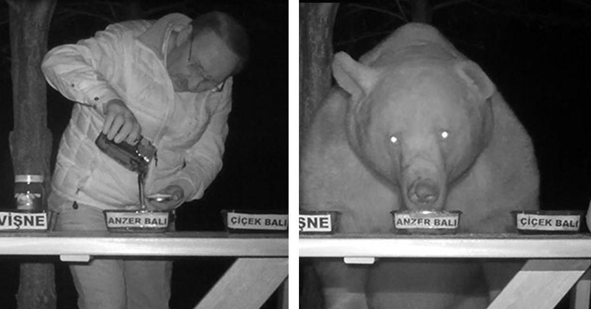 Family Of Bears Kept Stealing Man's Honey So He Transforms Them Into Taste Testers