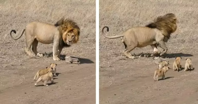 Father Lion Attempts To Leave His Cubs In Heartwarming Video