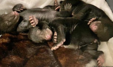 Gas Leak Leads Surprised Homeowner To A Hibernating Bear Raising 3 Cubs Under His House