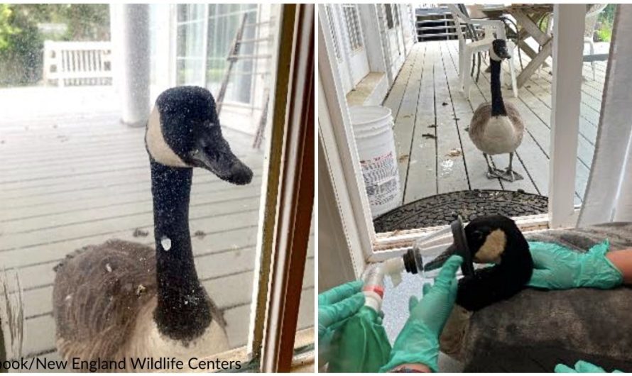 Goose Touches On Animal Hospital’s Door, Comes To Convenience Injured Mate