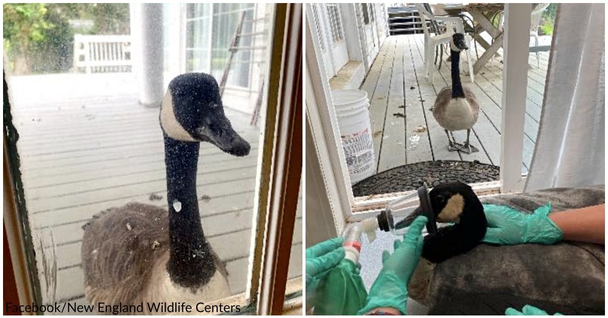 Goose Touches On Animal Hospital's Door, Comes To Convenience Injured Mate