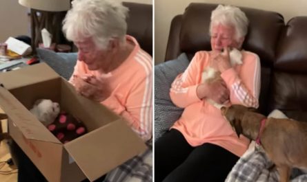 Grandma Cries After Being Surprised By A New Young puppy