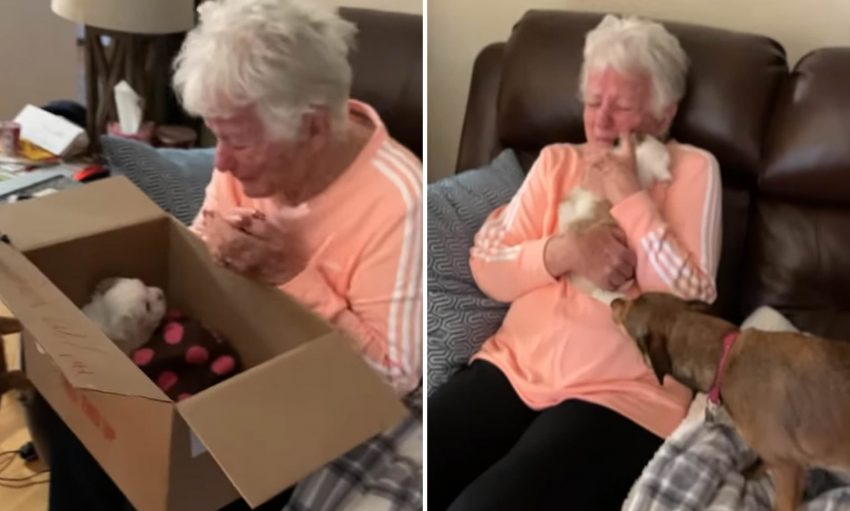 Grandma Cries After Being Surprised By A New Young puppy