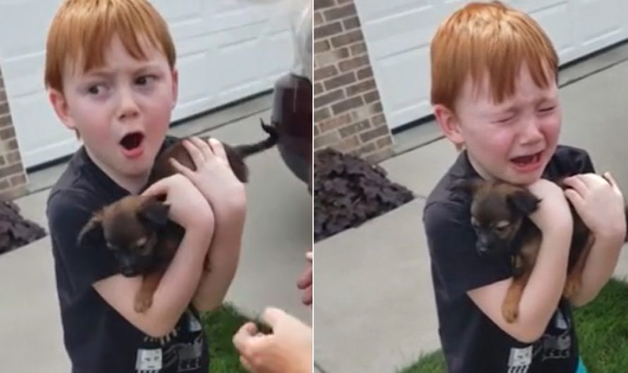 Grandmother Adopts A Pup For Her Grand Son Who Was Saving Up To Purchase One