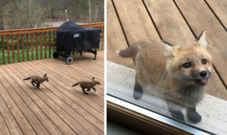 Grandmother Wakes Up And Finds A Beautiful Baby Fox Playing On The Pouch.jpg