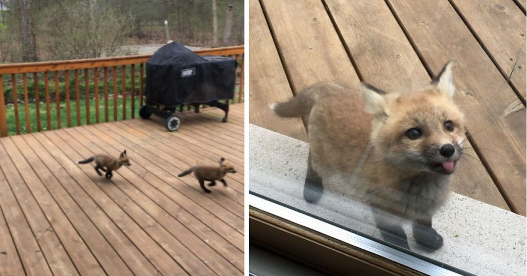 Grandmother Wakes Up And Finds A Beautiful Baby Fox Playing On The Pouch.jpg