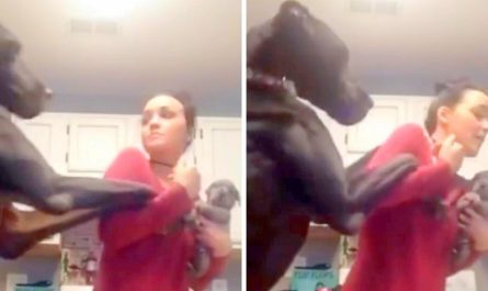 Great Dane Was Not Extremely Happy When Mother Got A Brand new Puppy And Threw A Funny