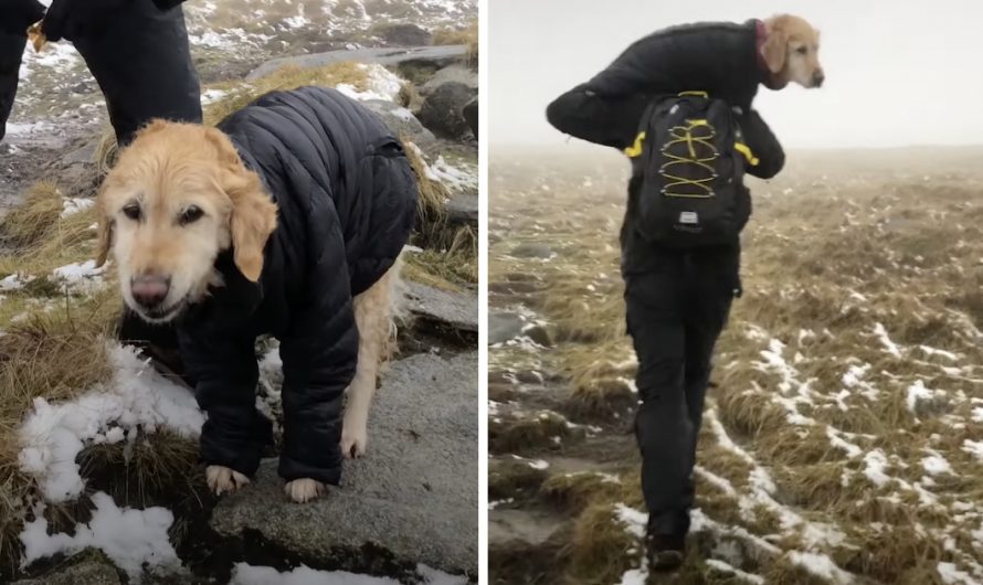 Hiker Carries Lost Frozen Dog 6 Miles Down The Mountain