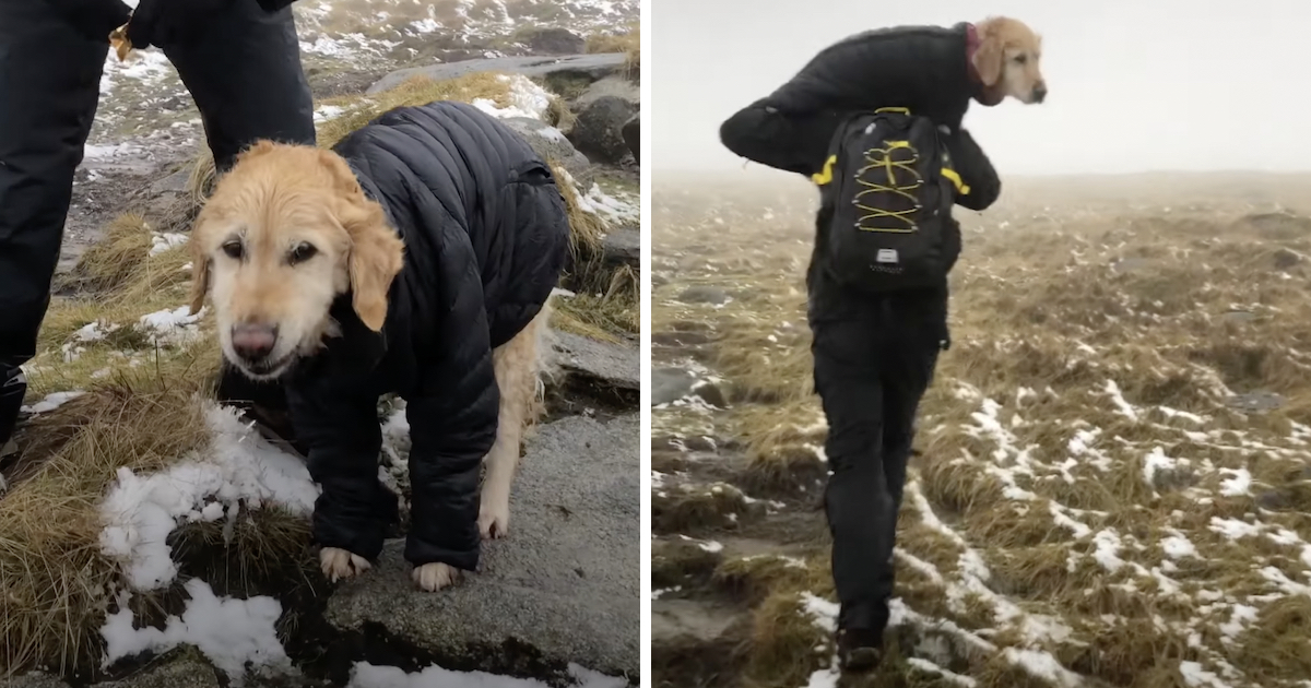 Hiker Carries Lost, Frozen Dog 6 Miles Down The Mountain