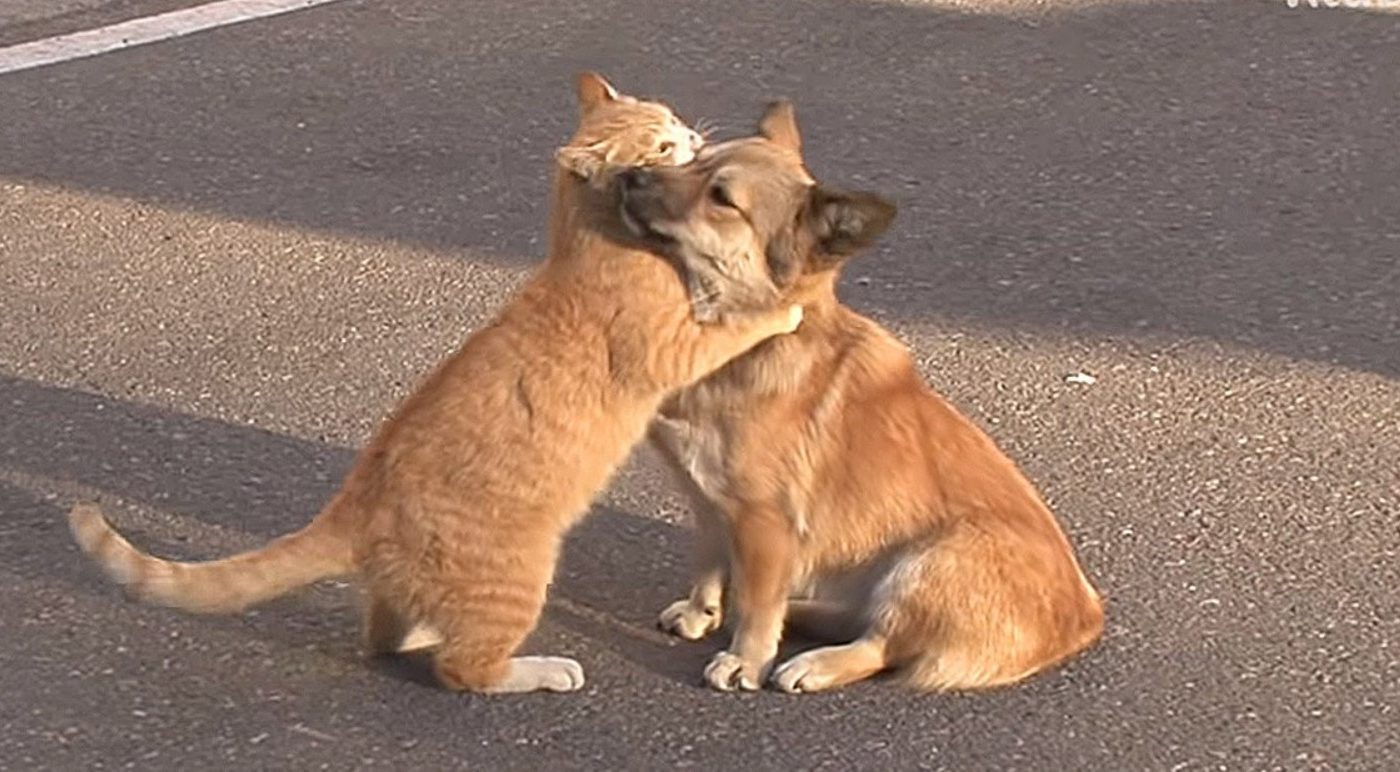 Homeless Cat Conveniences An Abandoned Puppy That Simply Awaits The Return Of Its Owners