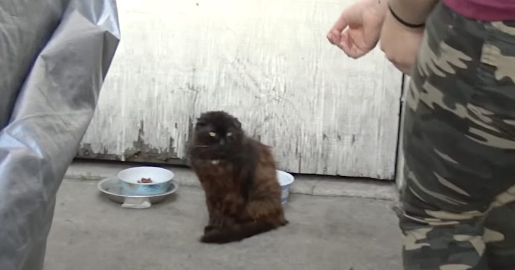 Injured Stray Cat Was So Prepared For Help, He Invited Rescuers With Purrs