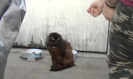 Injured Stray Cat Was So Prepared For Help, He Invited Rescuers With Purrs.jpg