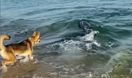 Interested Dolphin Swims Near Beach To Have Fun With Dog