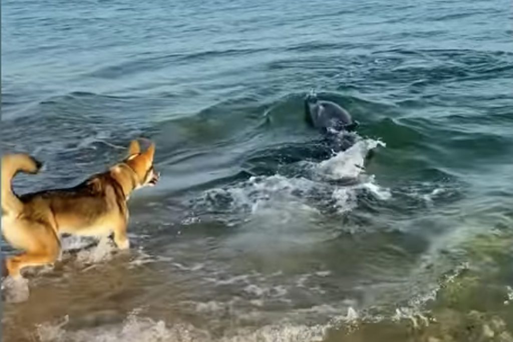 Interested Dolphin Swims Near Beach To Have Fun With Dog