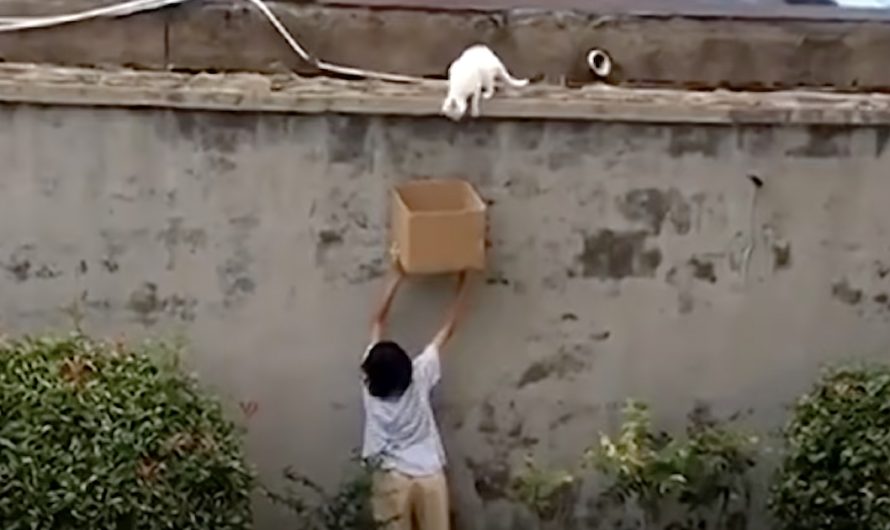 Kid Sees A Frightened Cat Who Can Not Get Down And Offers A Helping Hand