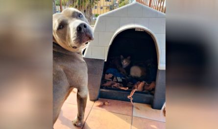 Kind Pit Bull Offers His Dog House To Pregnant Stray Cat And Also Stands Guard As She Has Her Kitties