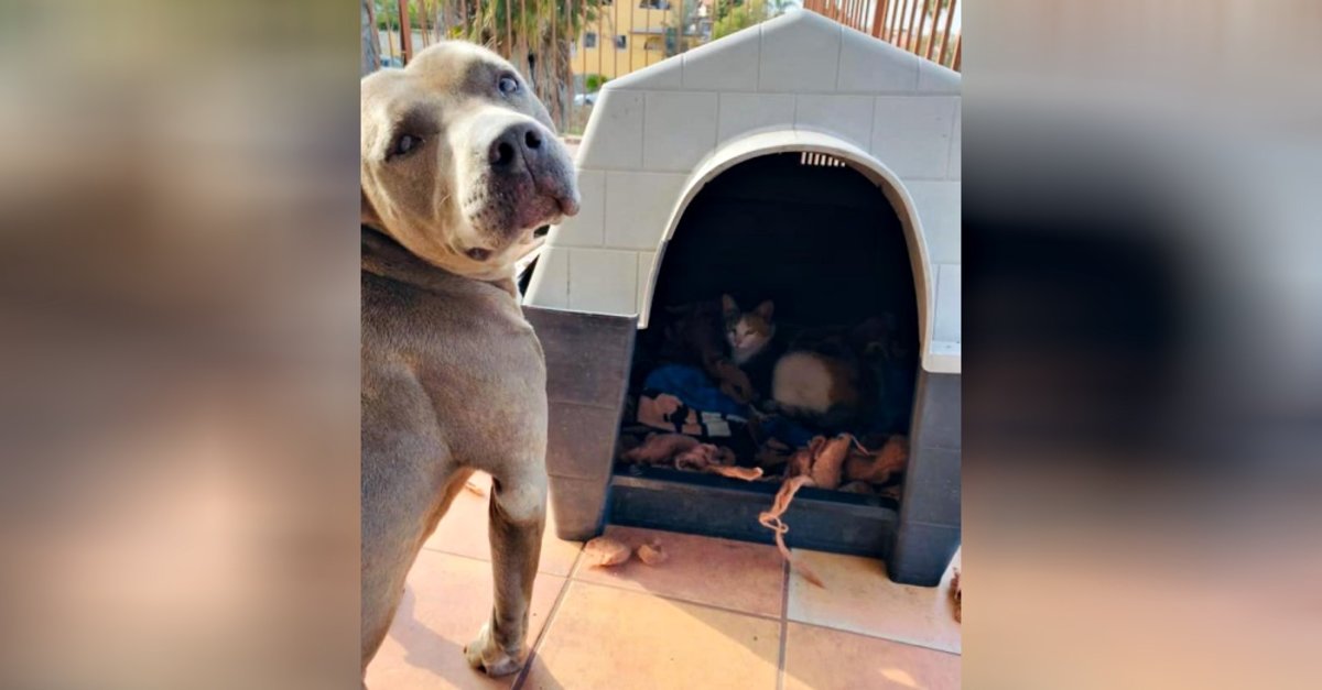 Kind Pit Bull Offers His Dog House To Pregnant Stray Cat And Also Stands Guard As She Has Her Kitties