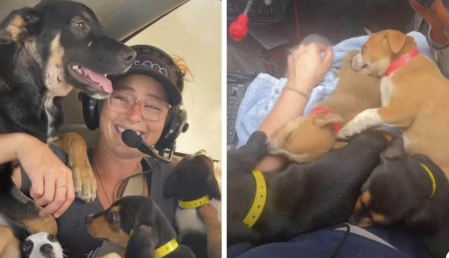 Lady Embarks On Airplane Rescue Mission And Saves 27 Puppies