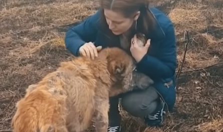 Lady Finds Sickly Dog Near A Land Fill And Gets Close To Inspect Her