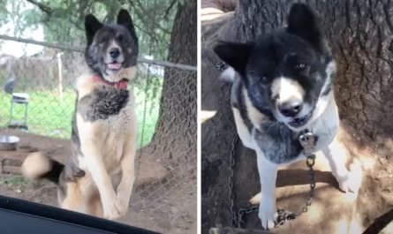 Lady Visited Dog Chained To A Tree For An Entire Year
