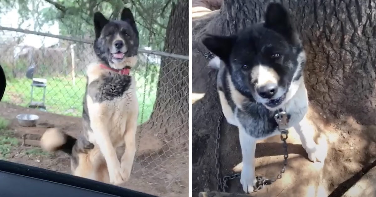 Lady Visited Dog Chained To A Tree For An Entire Year
