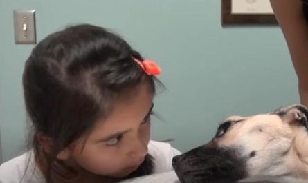 Little Girl Looks Into The Eyes Of An Abused Dog That Had Actually Given Up, And Hope Is Restored