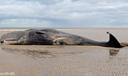 Locals Area Beached Whale, Spend Hrs Getting Him Back To Sea
