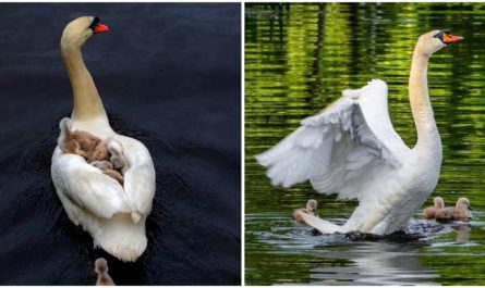 Male Swan Takes Children Under His Protection After The Death Of Their Mom