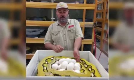 Man Chooses To Mess With Mother Snake's Eggs, Ends Worse Than He Imagined
