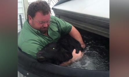Man Finds Child Cow Freezing In The Snow, Runs And Fires Up The Hot Tub