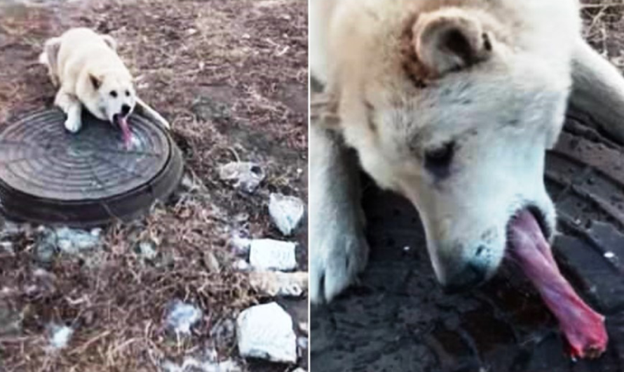 Man Finds Hopeless Dog With His Tongue Frozen And Stuck In Sewer