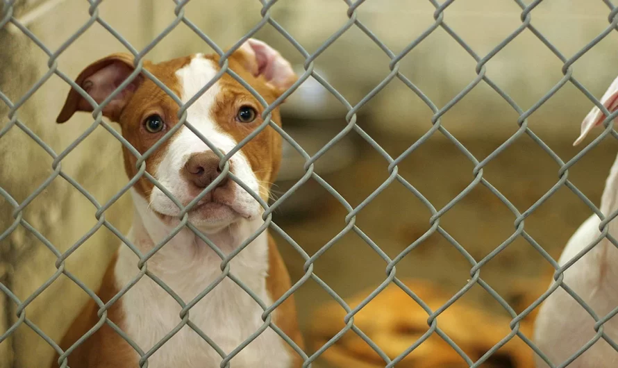 Man Who Took 7 Years Of Age Kid to Watch His Fave Dog Fight to the Death Sentenced to Prison