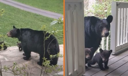 Mother Bear Brings Her Newborn Cubs To Meet Her Human Buddy
