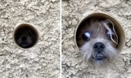 Paranoid Puppy Uses Pipeline To Watch Passersby And Guard Her Home