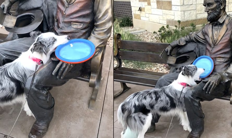 Playful Dog Confused By The Reality That Abe Lincoln Will Not Play Fetch With Her